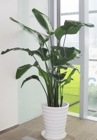 �����̻�����ֲ��